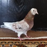 کفتر