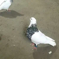 کفتر چادری افغان  پلاکی عراق   طوقی زرین