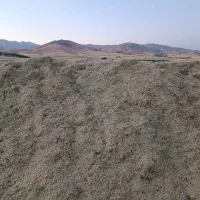 علوفه دام