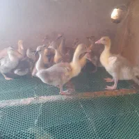 فروش جوجه غاز وقوغاز