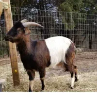 بز جوان کوهی