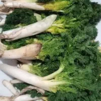 جاشیر