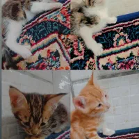 واگذاری رایگان گربه