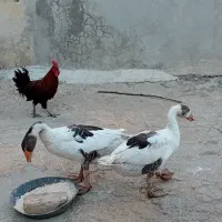 دو عدد غاز|حیوانات مزرعه|شباب, |دیوار