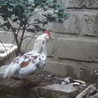 خانواده گلین های زیبا