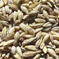 فروش جو حدودا40کیلو