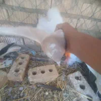 سلام|پرنده|بانش, |دیوار