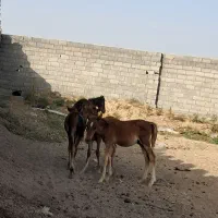 فروش 4عدد کر اسب