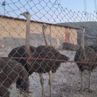 شترمرغ