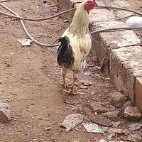 خروس
