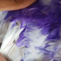 کبوتر شکار تیرماه نشون دار