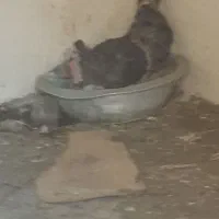 بوقلون کرچ