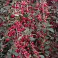 نیرو جهت چیدن محصولات کشاورزی