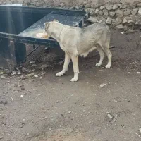 سراب|سگ|سامن, |دیوار