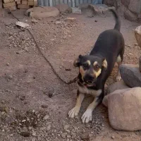سگ ماده
