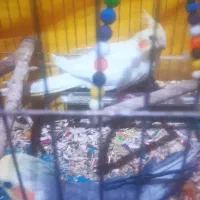 عروس پاریس