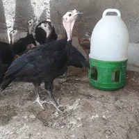 بوقلمون