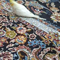 عروس لوتینو