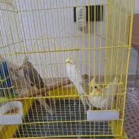 جوجه سه ماهه عروس