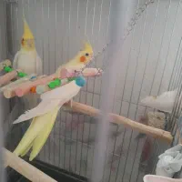 جفت عروس