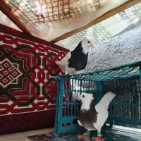 یک جفت کفتر طوقی