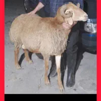 گوسفند زنده پرواری کردستان .واردبیل