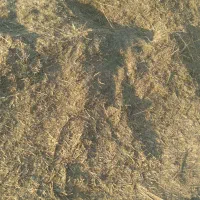 فروش یونجه و شبدر