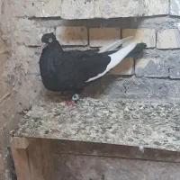 کفتر
