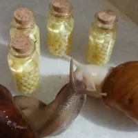اچاتینا
