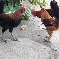 چهار عدد خروس درجه یک