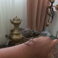 سهره قناری دستی