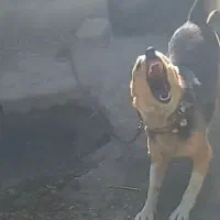 سگ نگهبان
