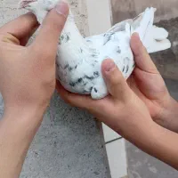 کفتر