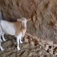 نربز سانن کچ