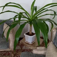 گل اشک ملکه
