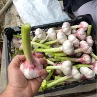 سیر سورت شده