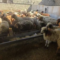 دام زنده فروشی گوسفند