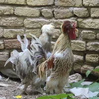 دو عدد خروس زینتی بسیار زیبا و جوان