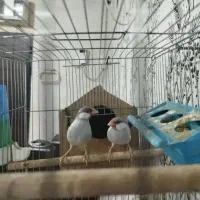 جفت فنچ نرگسی