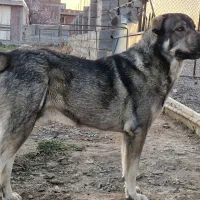 سگ پژدر