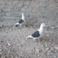 پشتی آلمانی