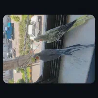 عروس هلندی نر و ماده