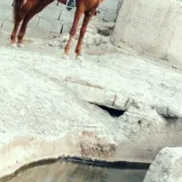اسب نریون