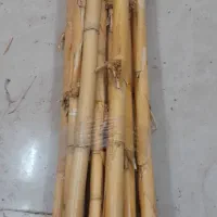 نی هفت بند خام خشک استخوانی ۲۰ عدد