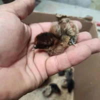 جوجه لاکندزی