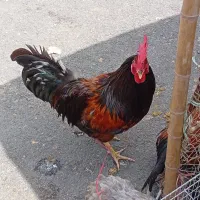 مرغ و خروس و اردک محلی