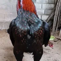 خروس و مرغ لاری تخمگذار