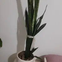 گل سانسوریا