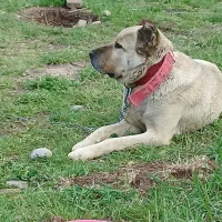 سگ سرابی اصیل