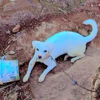 سگ پاکوتا